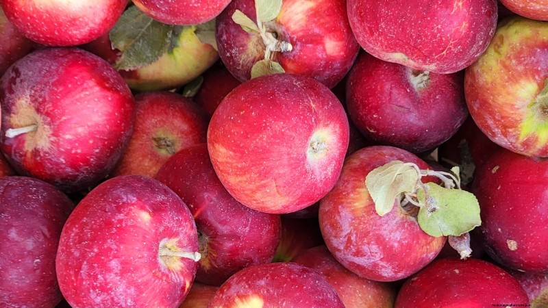 30 Top Apple Varieties for Home Gardens: Growing Tips, Climate Guides, and Harvest Details