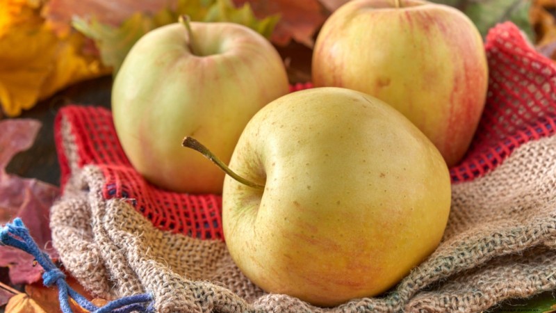 30 Top Apple Varieties for Home Gardens: Growing Tips, Climate Guides, and Harvest Details