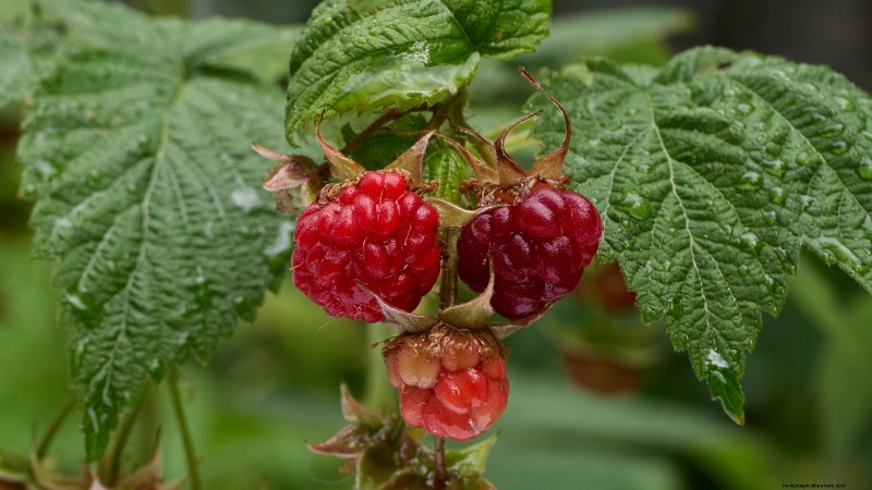 Planting, Growing, and Caring for ‘Heritage’ Raspberries: A Comprehensive Guide