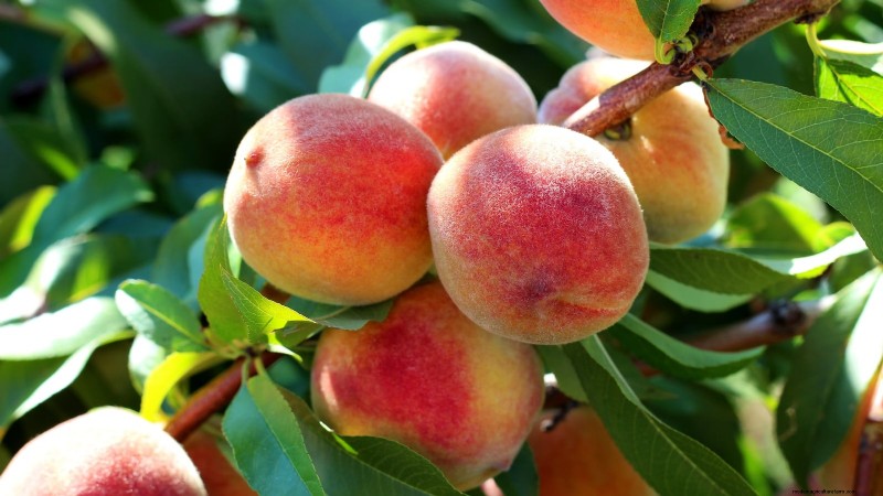 Plant Fruit Trees This Spring: 15 Expert‑Recommended Varieties