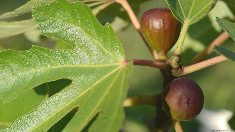 Plant Fruit Trees This Spring: 15 Expert‑Recommended Varieties