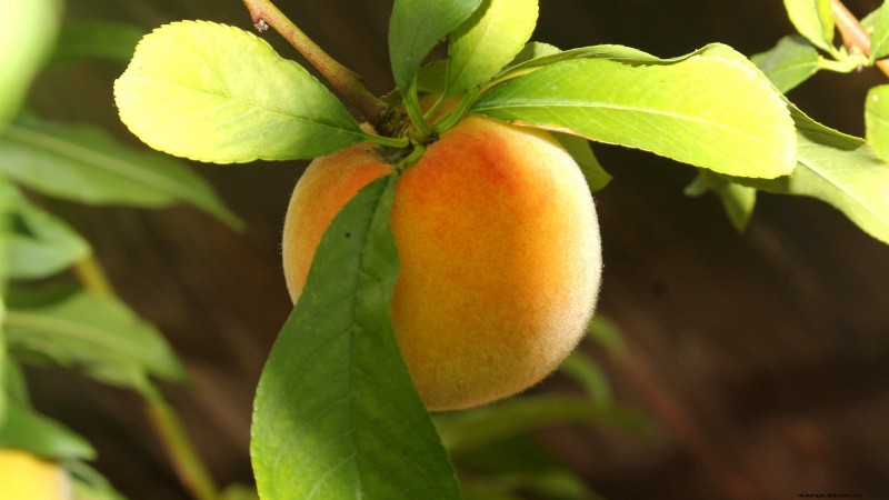 Plant Fruit Trees This Spring: 15 Expert‑Recommended Varieties
