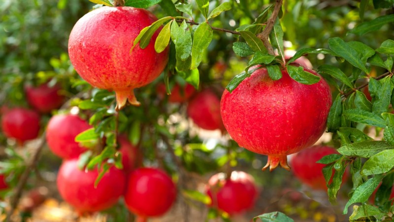 Plant Fruit Trees This Spring: 15 Expert‑Recommended Varieties