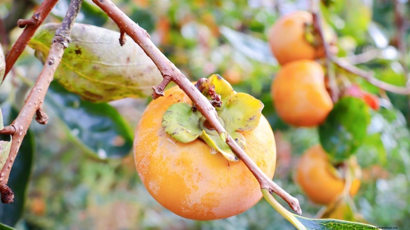 Plant Fruit Trees This Spring: 15 Expert‑Recommended Varieties