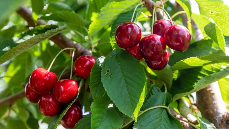 Plant Fruit Trees This Spring: 15 Expert‑Recommended Varieties