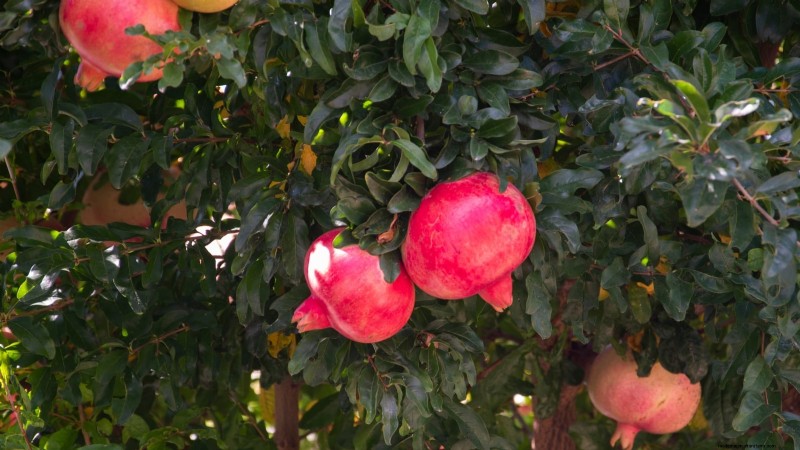 Plant Fruit Trees This Spring: 15 Expert‑Recommended Varieties