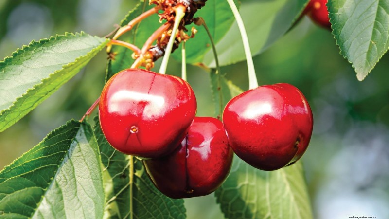 Plant Fruit Trees This Spring: 15 Expert‑Recommended Varieties