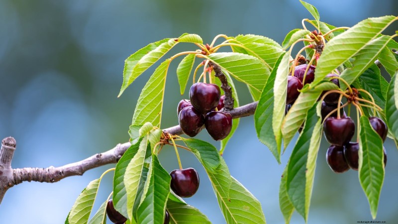 Plant Fruit Trees This Spring: 15 Expert‑Recommended Varieties