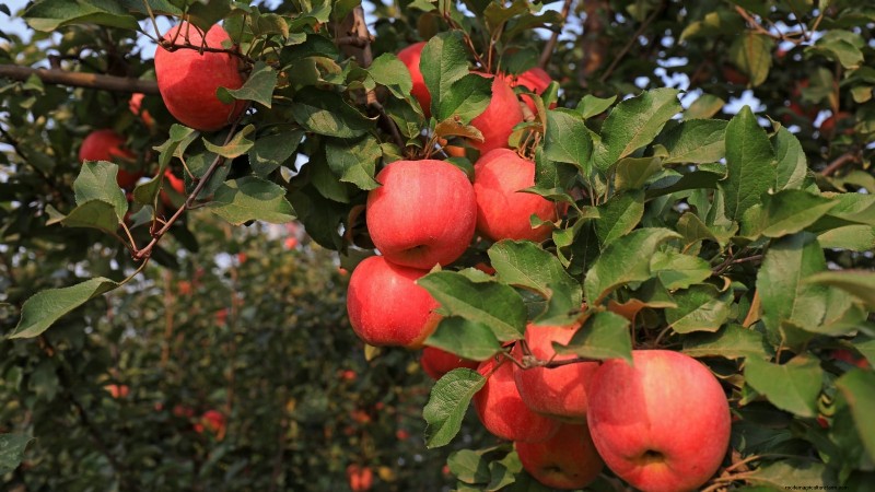 Plant Fruit Trees This Spring: 15 Expert‑Recommended Varieties