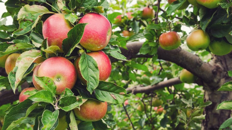 Plant Fruit Trees This Spring: 15 Expert‑Recommended Varieties