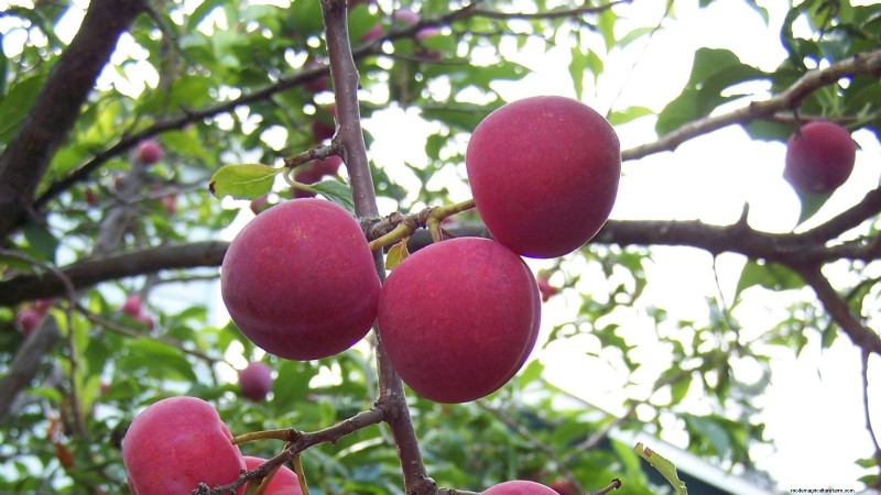 Plant Fruit Trees This Spring: 15 Expert‑Recommended Varieties