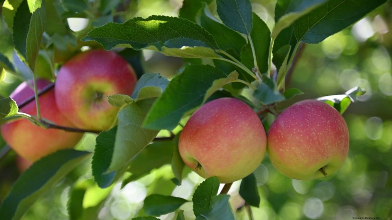 Plant Fruit Trees This Spring: 15 Expert‑Recommended Varieties