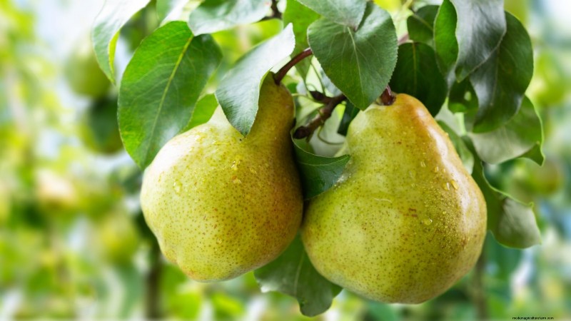 Plant Fruit Trees This Spring: 15 Expert‑Recommended Varieties