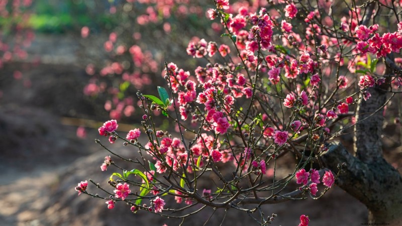 Top 9 Peach Tree Varieties for Your Home Garden