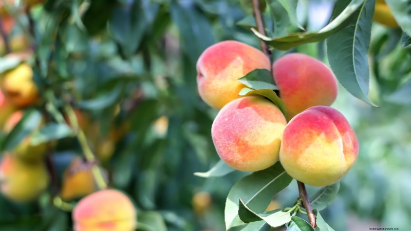 Top 9 Peach Tree Varieties for Your Home Garden