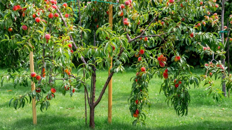 Top 9 Peach Tree Varieties for Your Home Garden