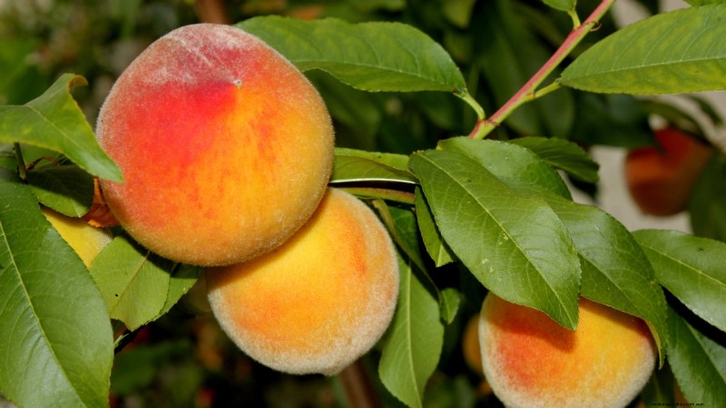 Top 9 Peach Tree Varieties for Your Home Garden