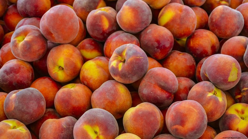 Top 9 Peach Tree Varieties for Your Home Garden