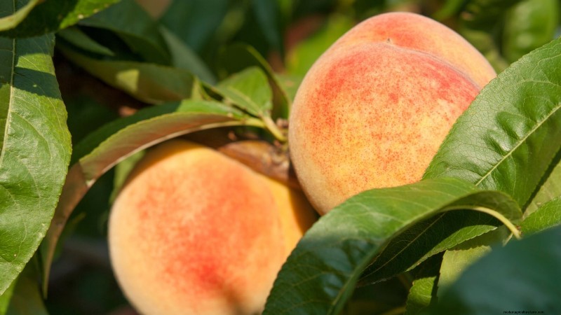 Top 9 Peach Tree Varieties for Your Home Garden