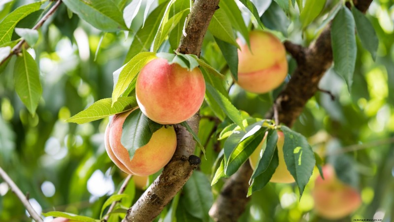 Top 9 Peach Tree Varieties for Your Home Garden