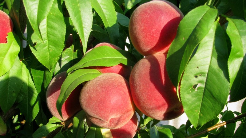 Top 9 Peach Tree Varieties for Your Home Garden