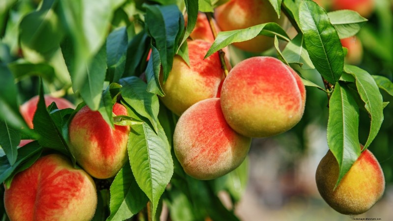 Top 9 Peach Tree Varieties for Your Home Garden