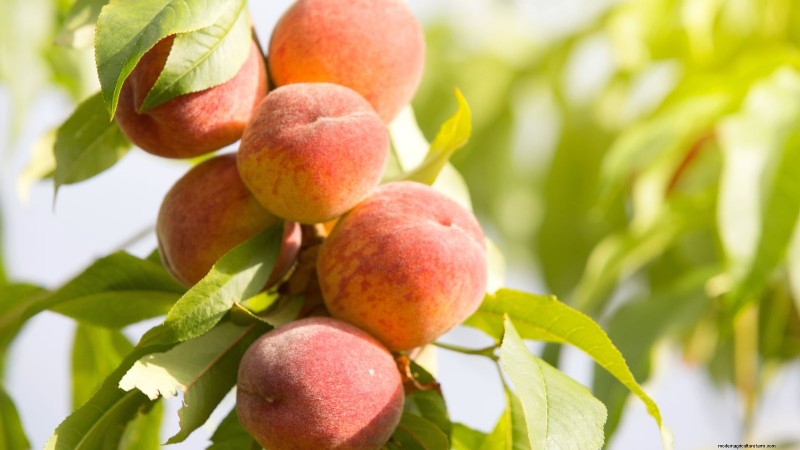 Top 9 Peach Tree Varieties for Your Home Garden