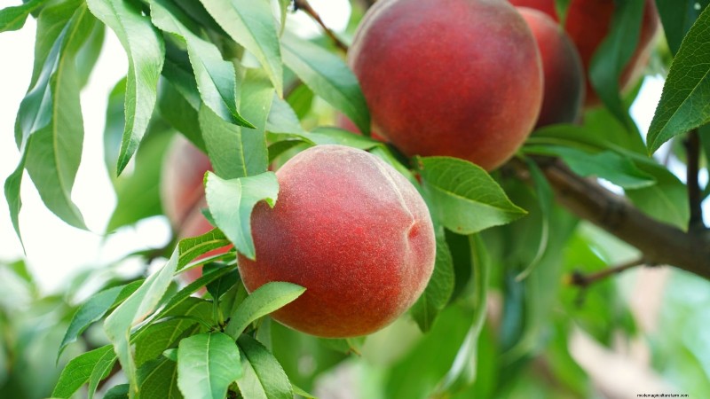 Top 9 Peach Tree Varieties for Your Home Garden