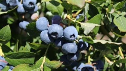 Plant, Grow, and Care for Duke Blueberries: A Complete Guide for Cold Climates