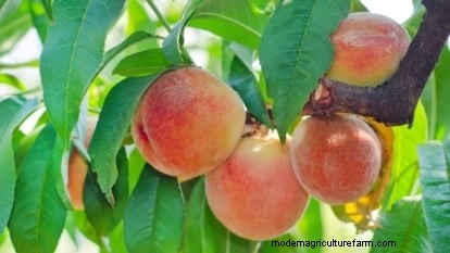 Planting, Growing & Caring for ‘Contender’ Peach Trees: A Comprehensive Guide