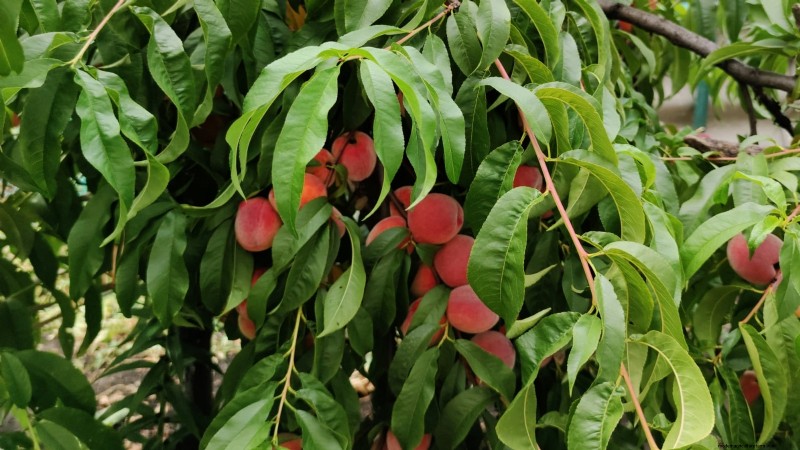 Planting, Growing & Caring for ‘Contender’ Peach Trees: A Comprehensive Guide
