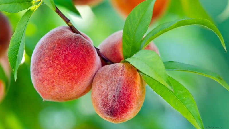 Planting, Growing & Caring for ‘Contender’ Peach Trees: A Comprehensive Guide