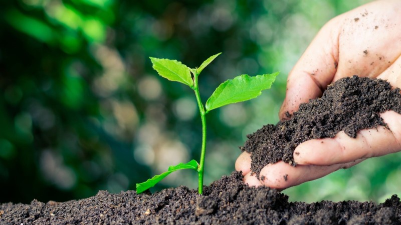 Planting, Growing & Caring for ‘Contender’ Peach Trees: A Comprehensive Guide