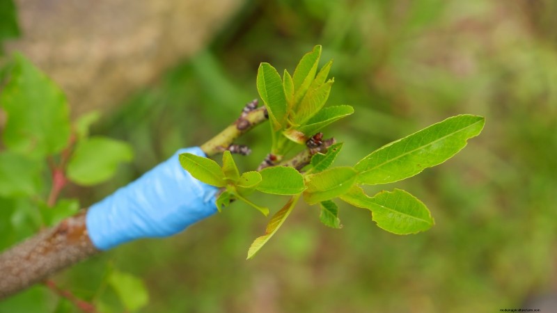 Planting, Growing & Caring for ‘Contender’ Peach Trees: A Comprehensive Guide