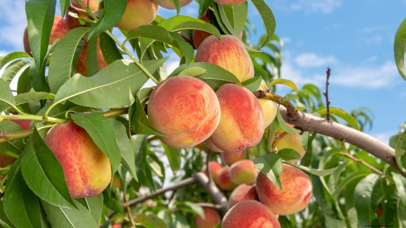 Planting, Growing & Caring for ‘Contender’ Peach Trees: A Comprehensive Guide