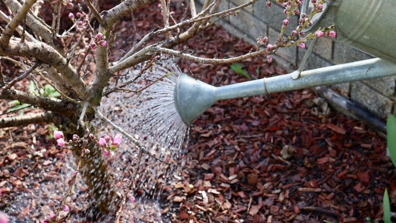 Planting, Growing & Caring for ‘Contender’ Peach Trees: A Comprehensive Guide