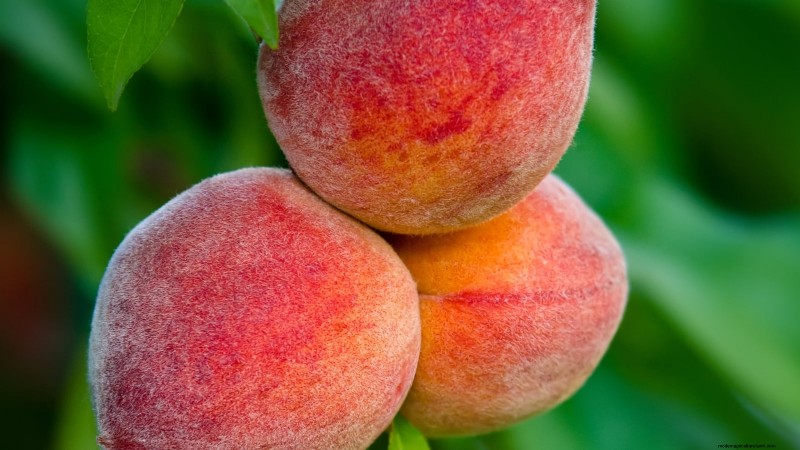 Planting, Growing & Caring for ‘Contender’ Peach Trees: A Comprehensive Guide