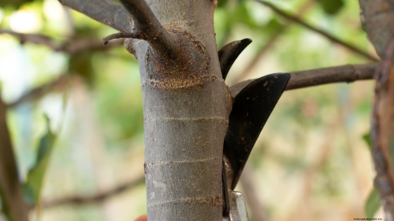 Planting, Growing & Caring for ‘Contender’ Peach Trees: A Comprehensive Guide