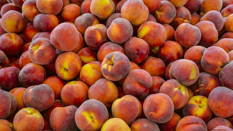 Planting, Growing & Caring for ‘Contender’ Peach Trees: A Comprehensive Guide