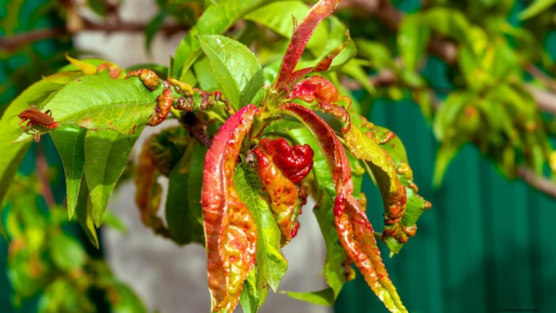 Planting, Growing & Caring for ‘Contender’ Peach Trees: A Comprehensive Guide