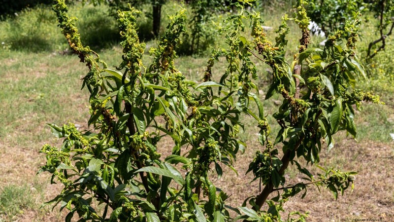 Planting, Growing & Caring for ‘Contender’ Peach Trees: A Comprehensive Guide