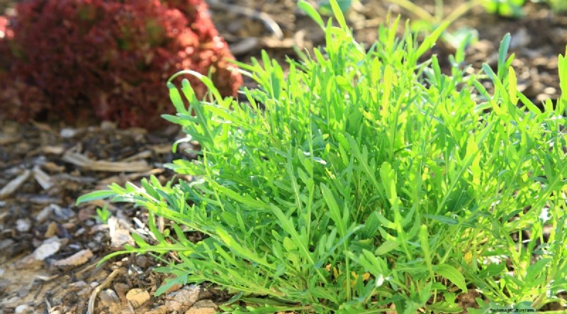 21 Top Vegetables for Short Growing Seasons: A Seasonal Guide