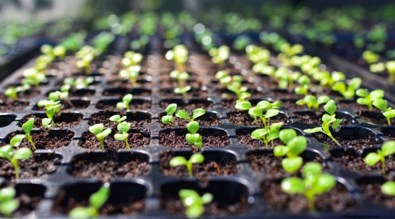 21 Top Vegetables for Short Growing Seasons: A Seasonal Guide
