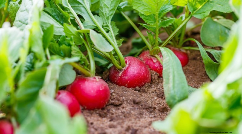 21 Top Vegetables for Short Growing Seasons: A Seasonal Guide