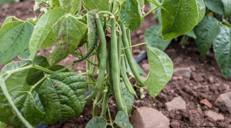21 Top Vegetables for Short Growing Seasons: A Seasonal Guide
