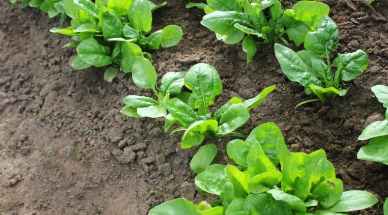 21 Top Vegetables for Short Growing Seasons: A Seasonal Guide