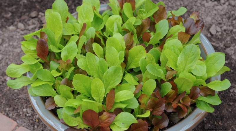 21 Top Vegetables for Short Growing Seasons: A Seasonal Guide