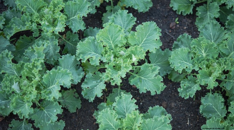 21 Top Vegetables for Short Growing Seasons: A Seasonal Guide