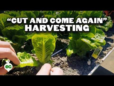 21 Top Vegetables for Short Growing Seasons: A Seasonal Guide