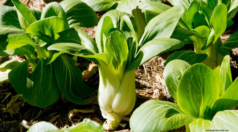 21 Top Vegetables for Short Growing Seasons: A Seasonal Guide